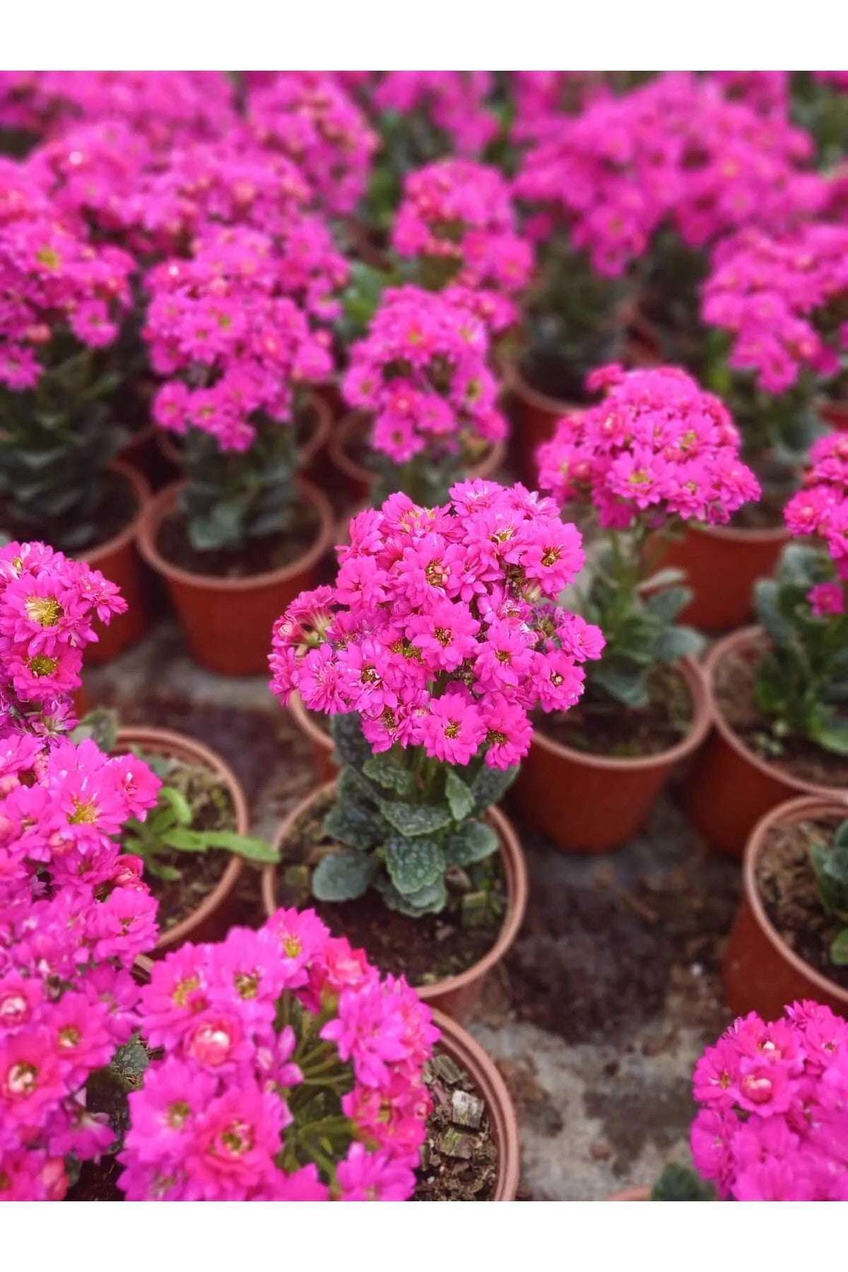 Canlı Pembe Kalanchoe Saksıda – Dekoratif Çiçek