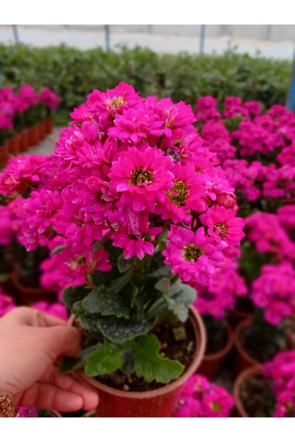 Canlı Pembe Kalanchoe Saksıda – Dekoratif Çiçek
