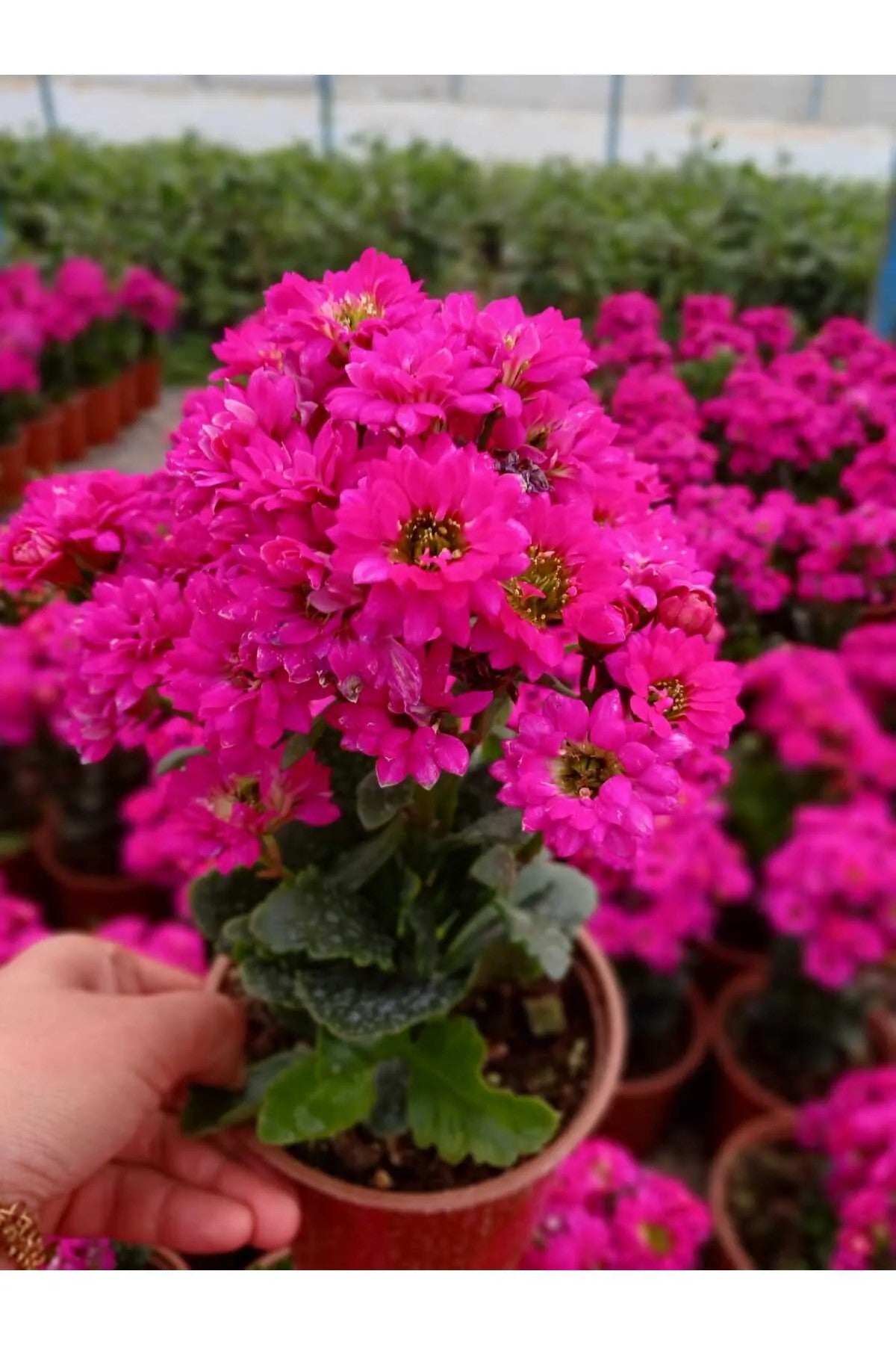 Canlı Pembe Kalanchoe Saksıda – Dekoratif Çiçek
