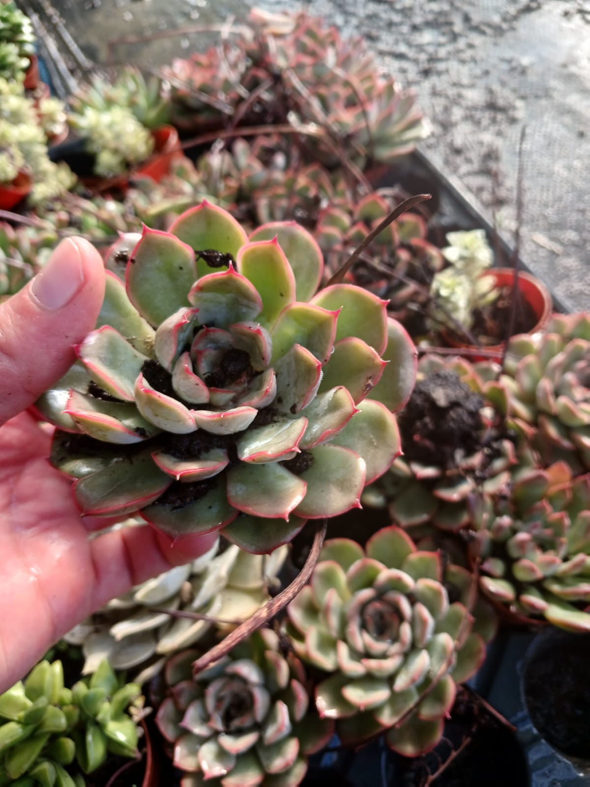 2’li Echeveria Lipstick Mini Sukulent Seti  Canlı Kırmızı Kenarlı Masaüstü Bitki