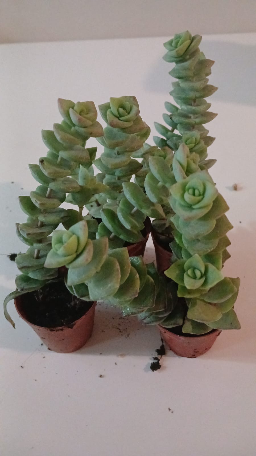 Ev & Ofis İçin Crassula perforata 2’li Düğmeli Sukulent Seti  Modern Saksı