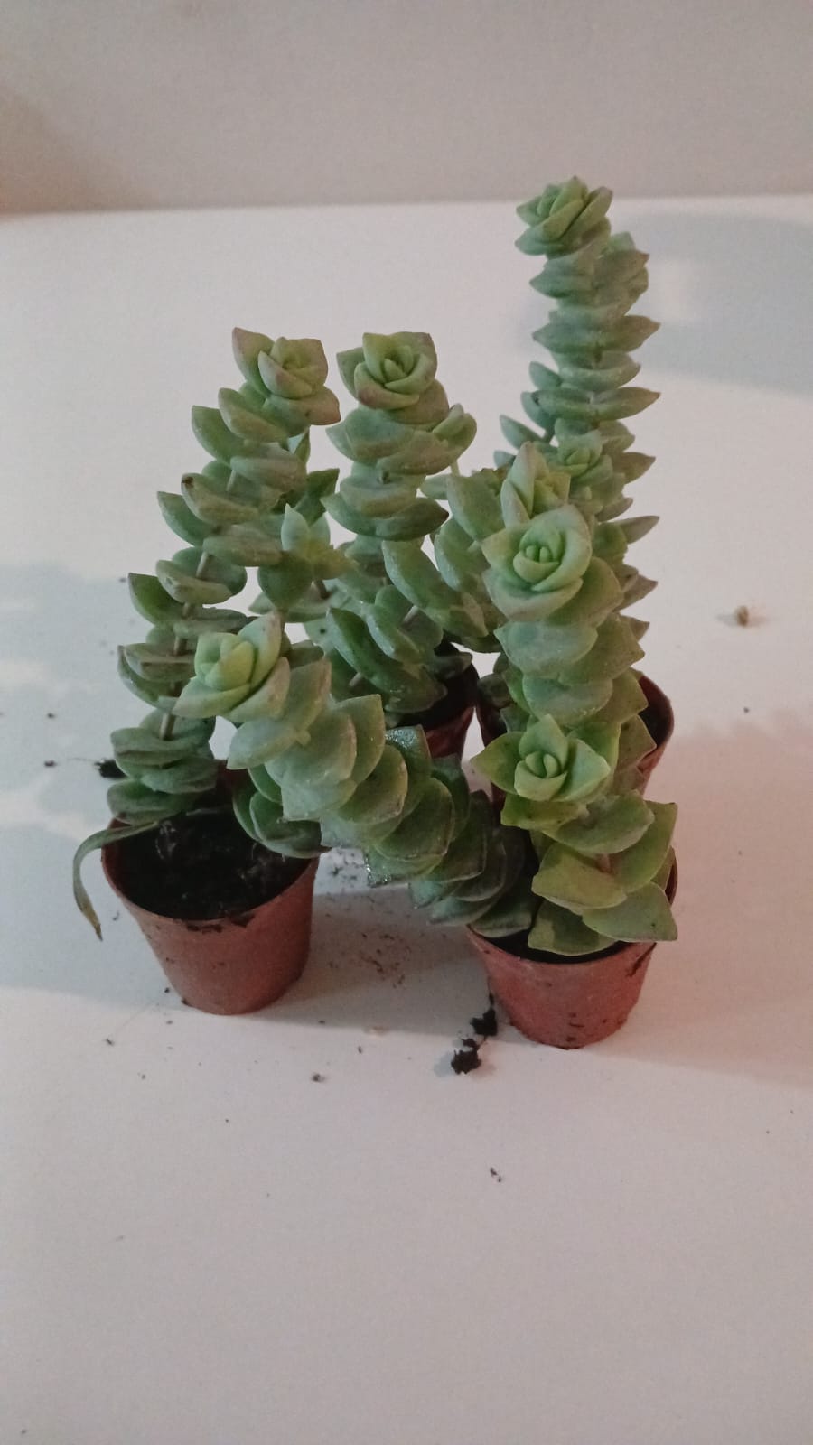 Ev & Ofis İçin Crassula perforata 2’li Düğmeli Sukulent Seti  Modern Saksı