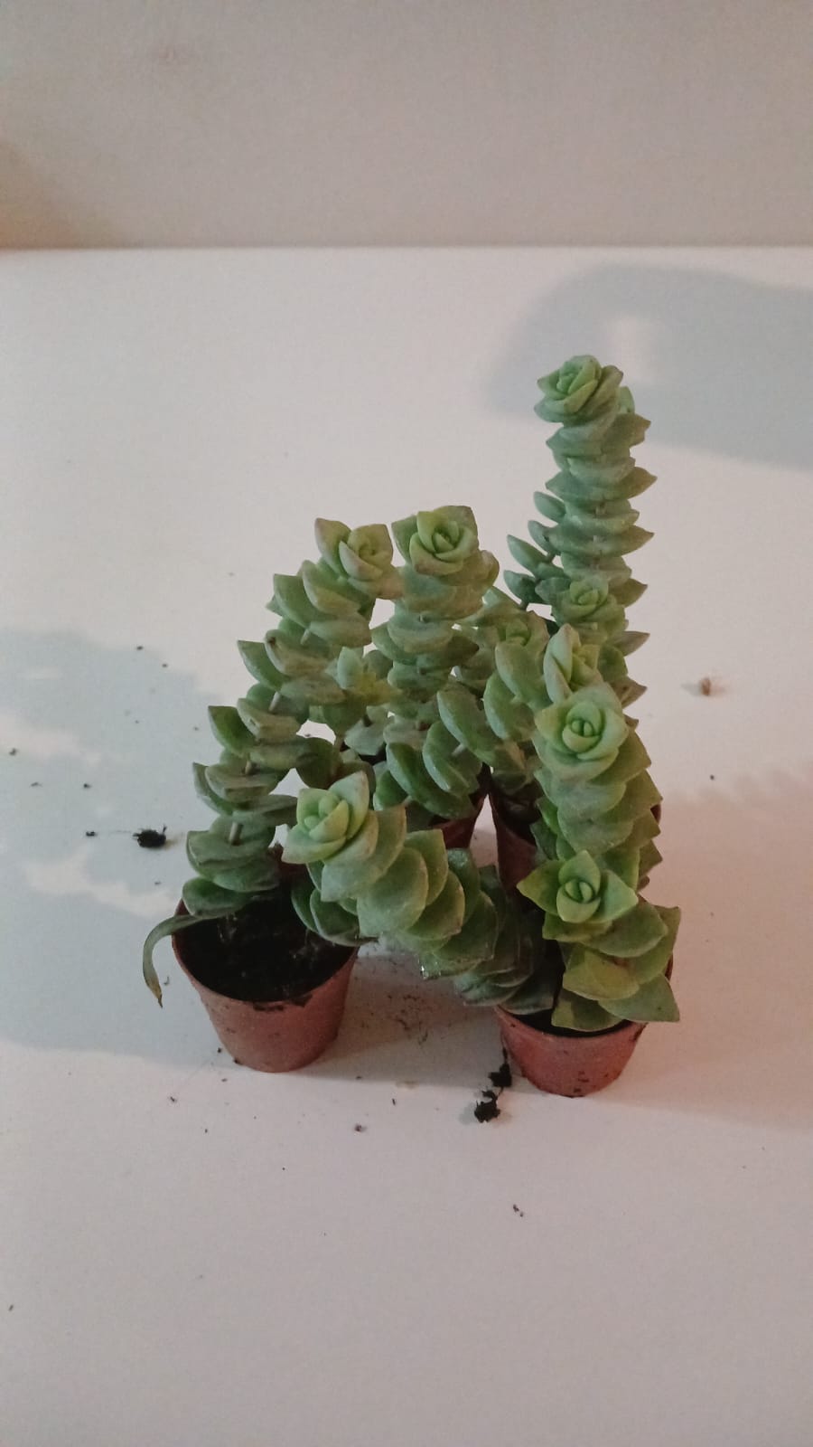 Ev & Ofis İçin Crassula perforata 2’li Düğmeli Sukulent Seti  Modern Saksı