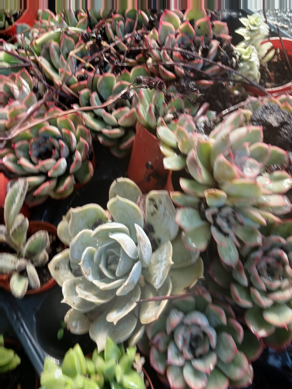 2’li Echeveria Lipstick Mini Sukulent Seti  Canlı Kırmızı Kenarlı Masaüstü Bitki