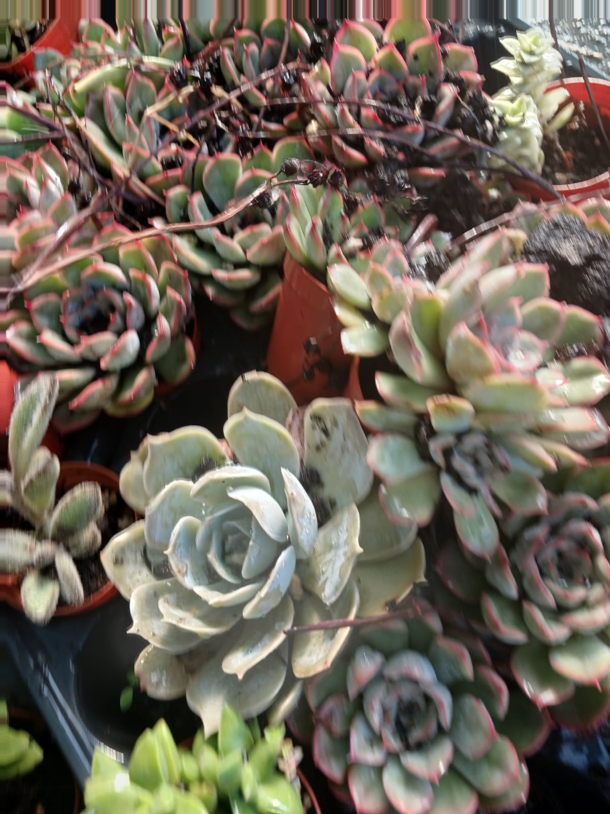 2’li Echeveria Lipstick Mini Sukulent Seti  Canlı Kırmızı Kenarlı Masaüstü Bitki
