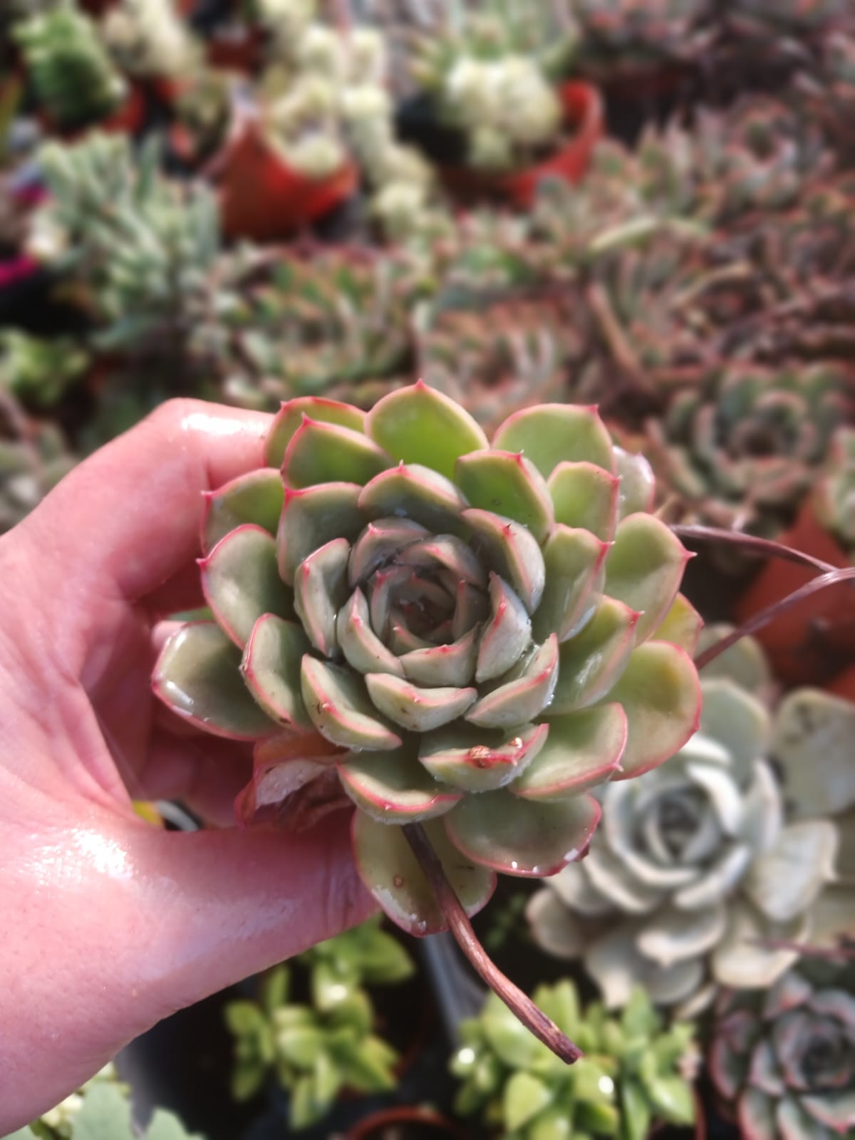 2’li Echeveria Lipstick Mini Sukulent Seti  Canlı Kırmızı Kenarlı Masaüstü Bitki