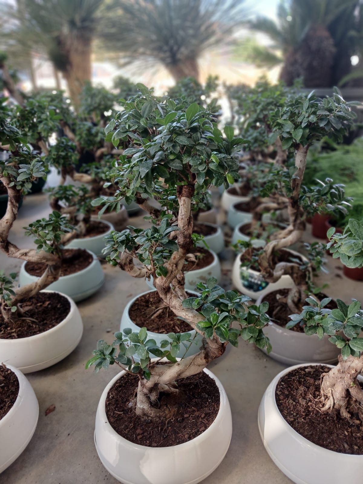 beyaz saksıda 80 cm. kıvrım gövdeli bonsai