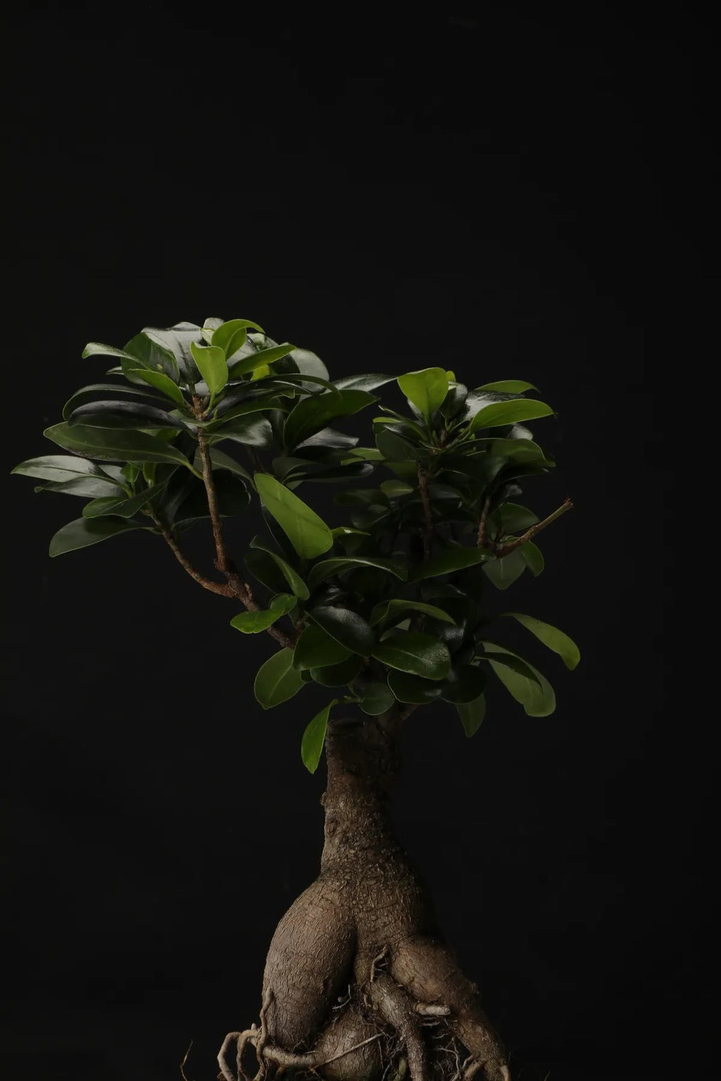 Ficus Ginseng Bonsai – Büyük Boy, Iç Mekan Dekoratif Bitki
