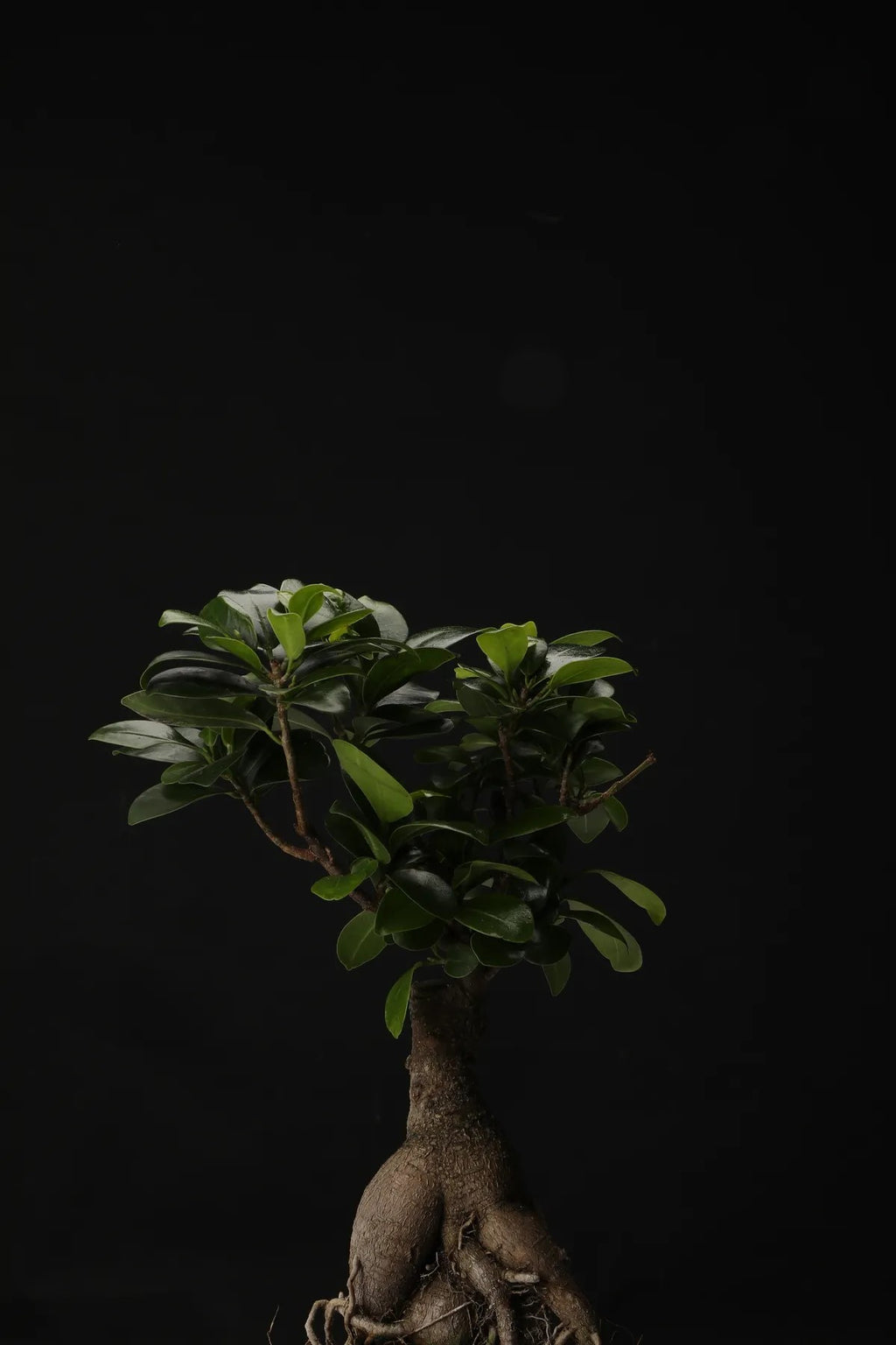 Ficus Ginseng Bonsai – Büyük Boy, Iç Mekan Dekoratif Bitki