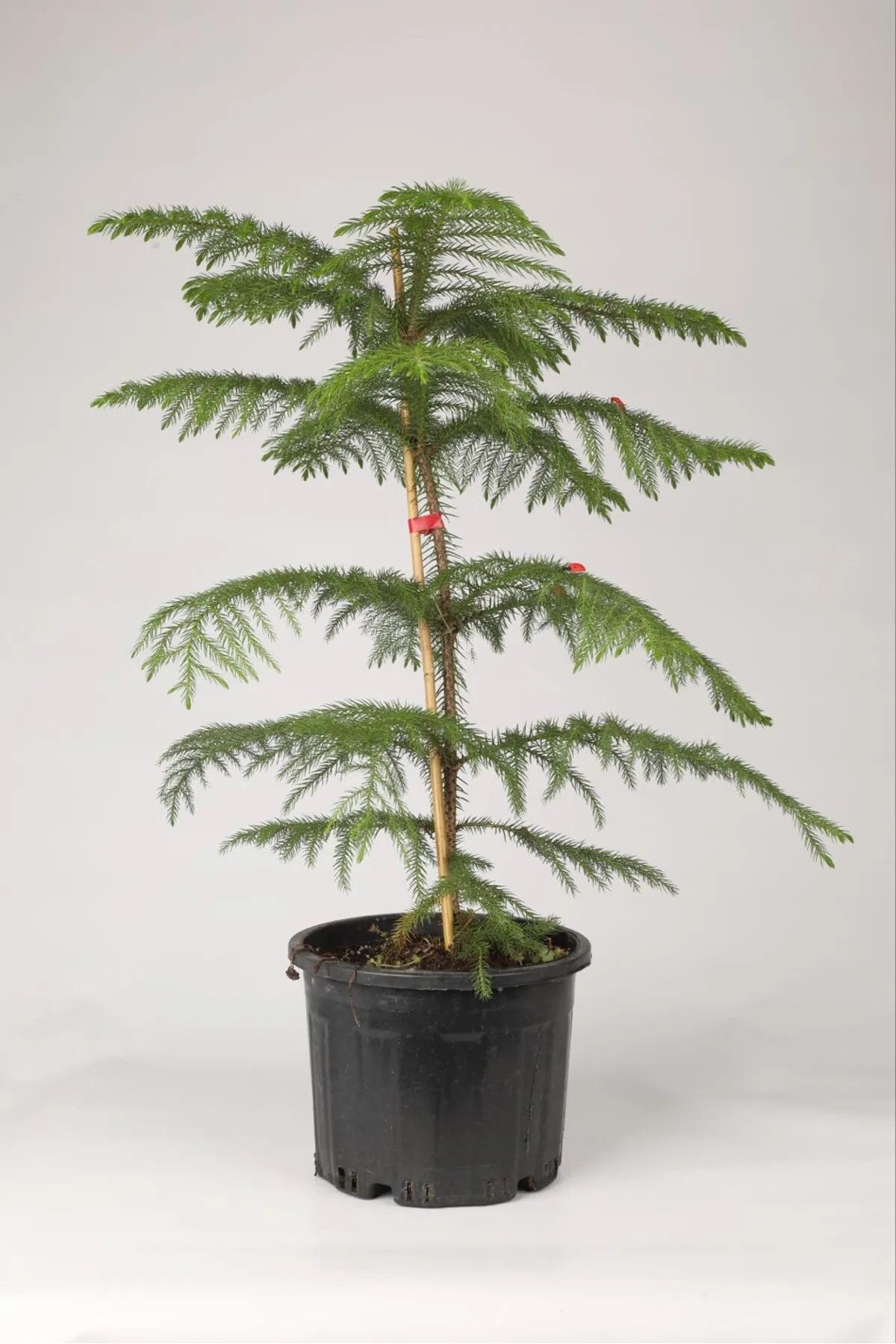 Araucaria Heterophylla İthal Salon Çamı – Doğal ve Modern Dekorasyon