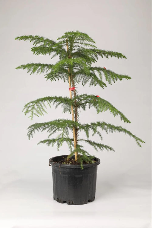 Araucaria Heterophylla İthal Salon Çamı – Doğal ve Modern Dekorasyon