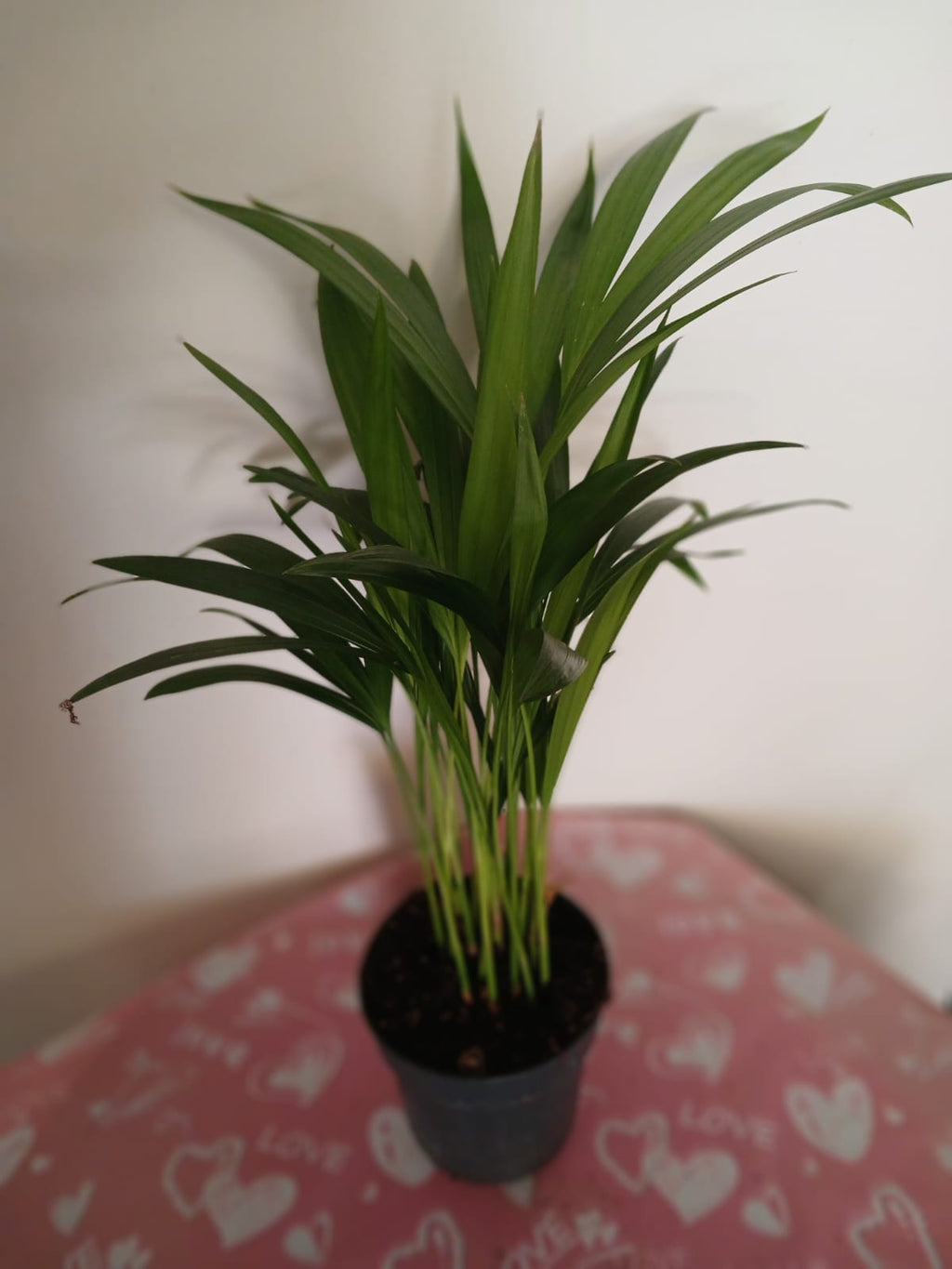 Feng Shui Mini Areka Palmiyesi 20-30 cm – Negatif Enerjiyi Uzaklaştıran Tropikal Hava