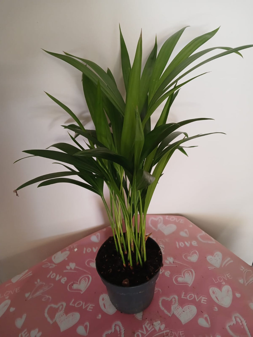 Feng Shui Mini Areka Palmiyesi 20-30 cm – Negatif Enerjiyi Uzaklaştıran Tropikal Hava
