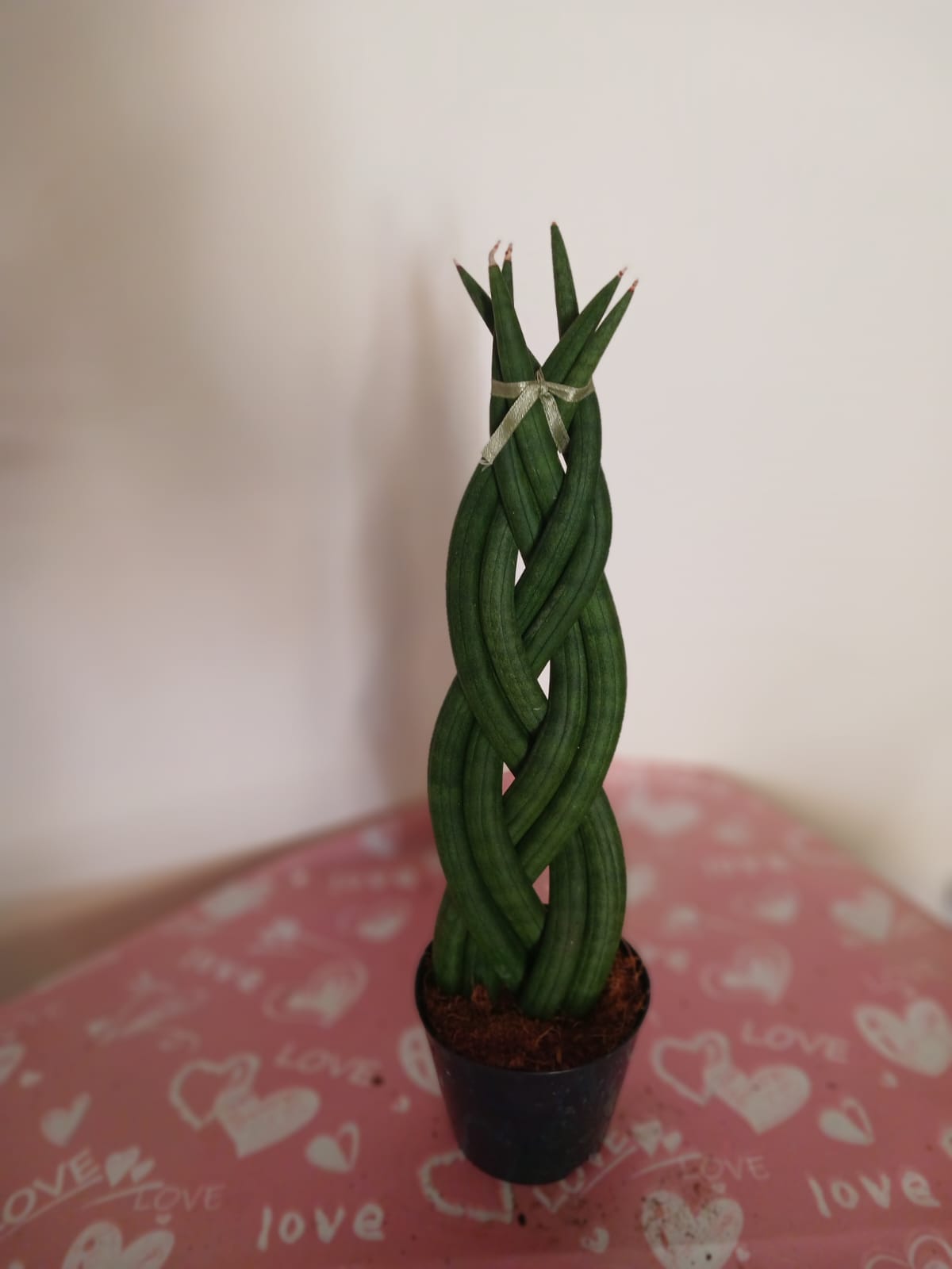 Özel Örgü Sansevieria Cylindrica –Paşa Kılıcı | Ofis & Salon Bitkisi