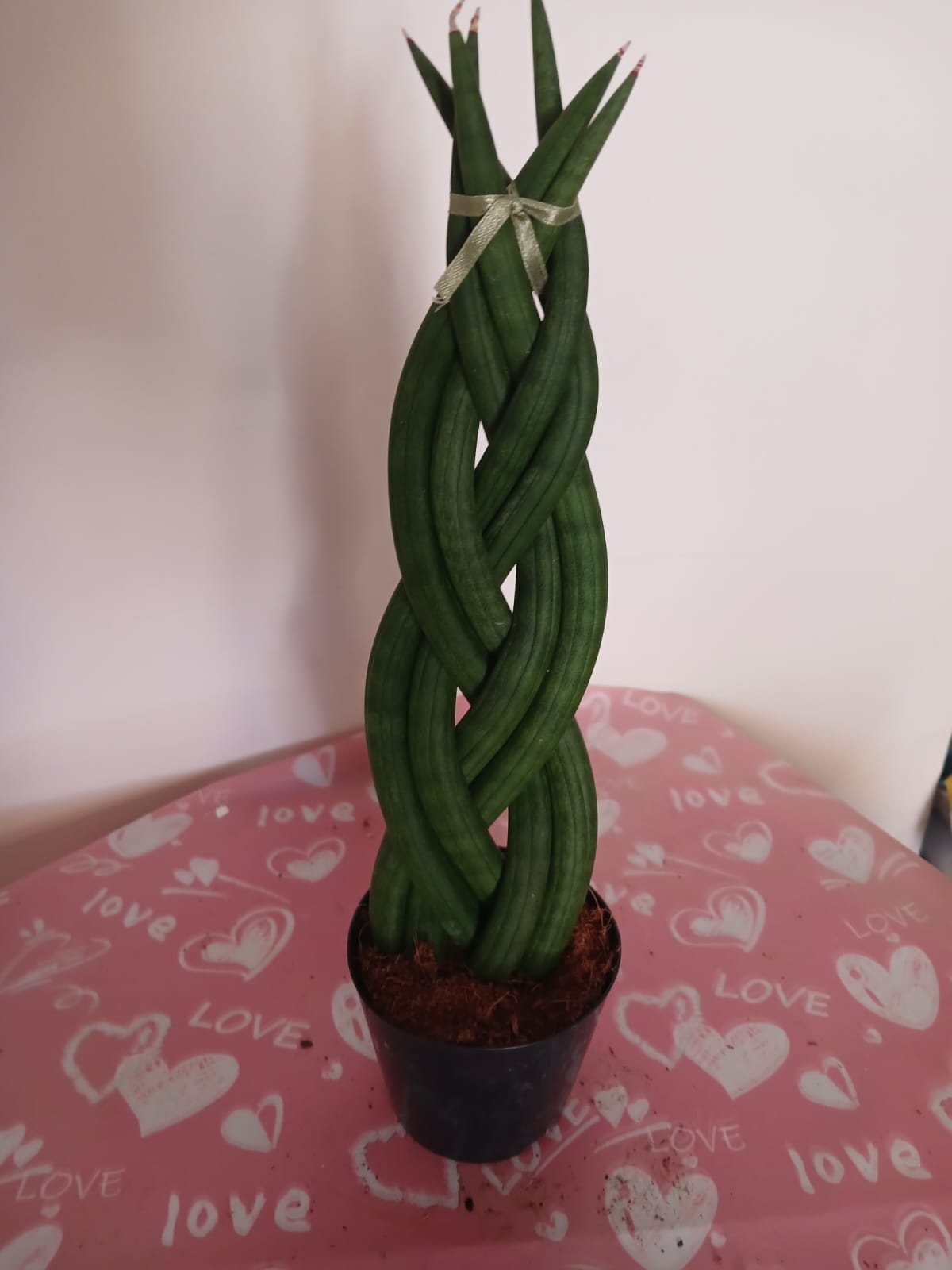 Özel Örgü Sansevieria Cylindrica –Paşa Kılıcı | Ofis & Salon Bitkisi