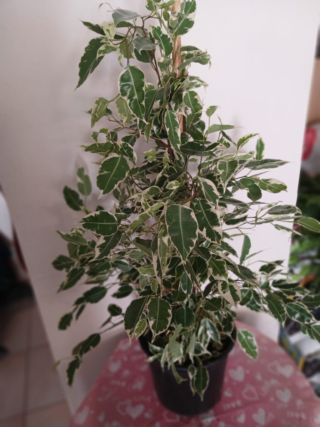 Ficus Benjamina Benjamin Bitkisi – 80 cm | Şık Salon & Ofis Hava Temizleyici