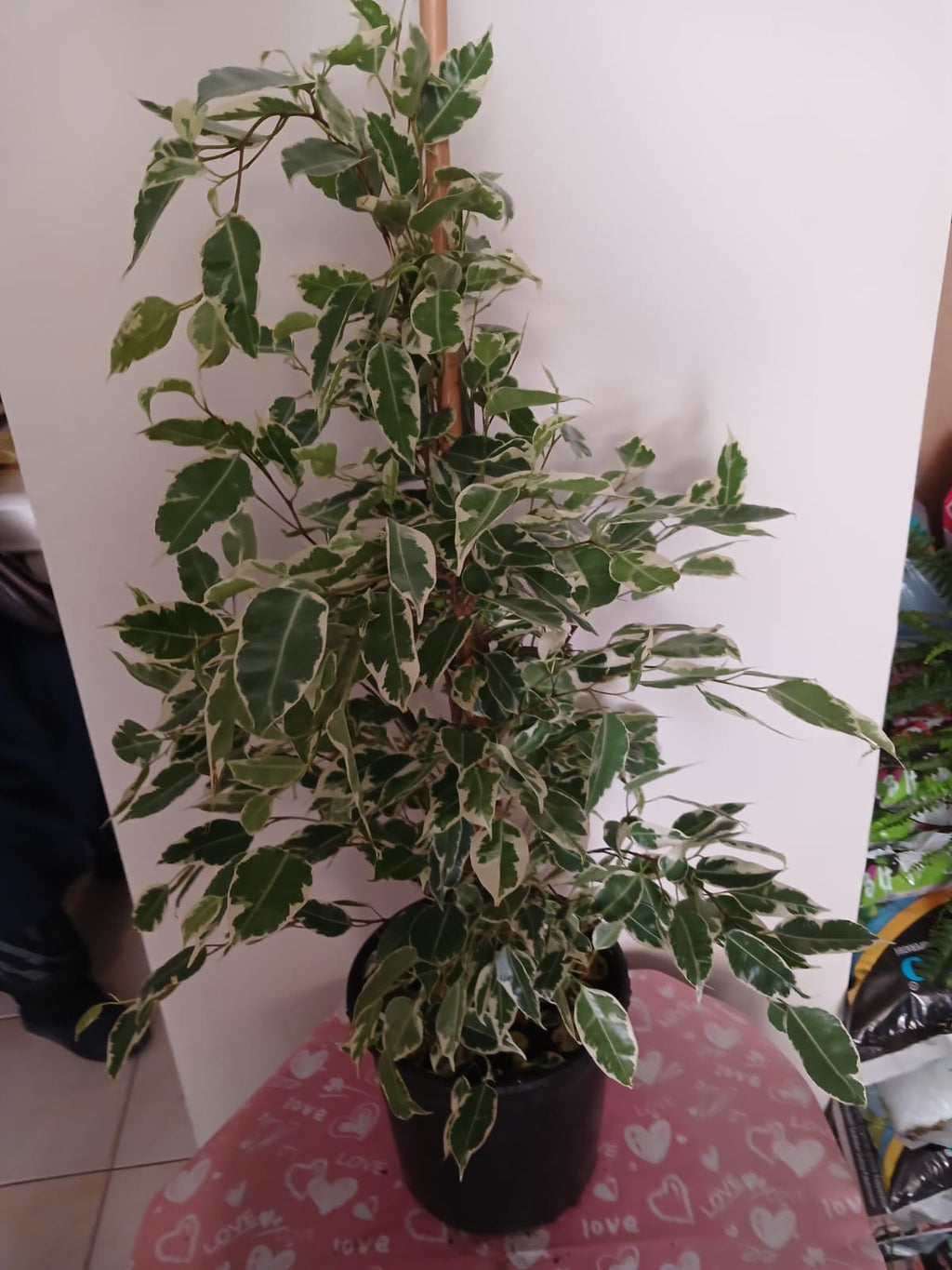 Ficus Benjamina Benjamin Bitkisi – 80 cm | Şık Salon & Ofis Hava Temizleyici