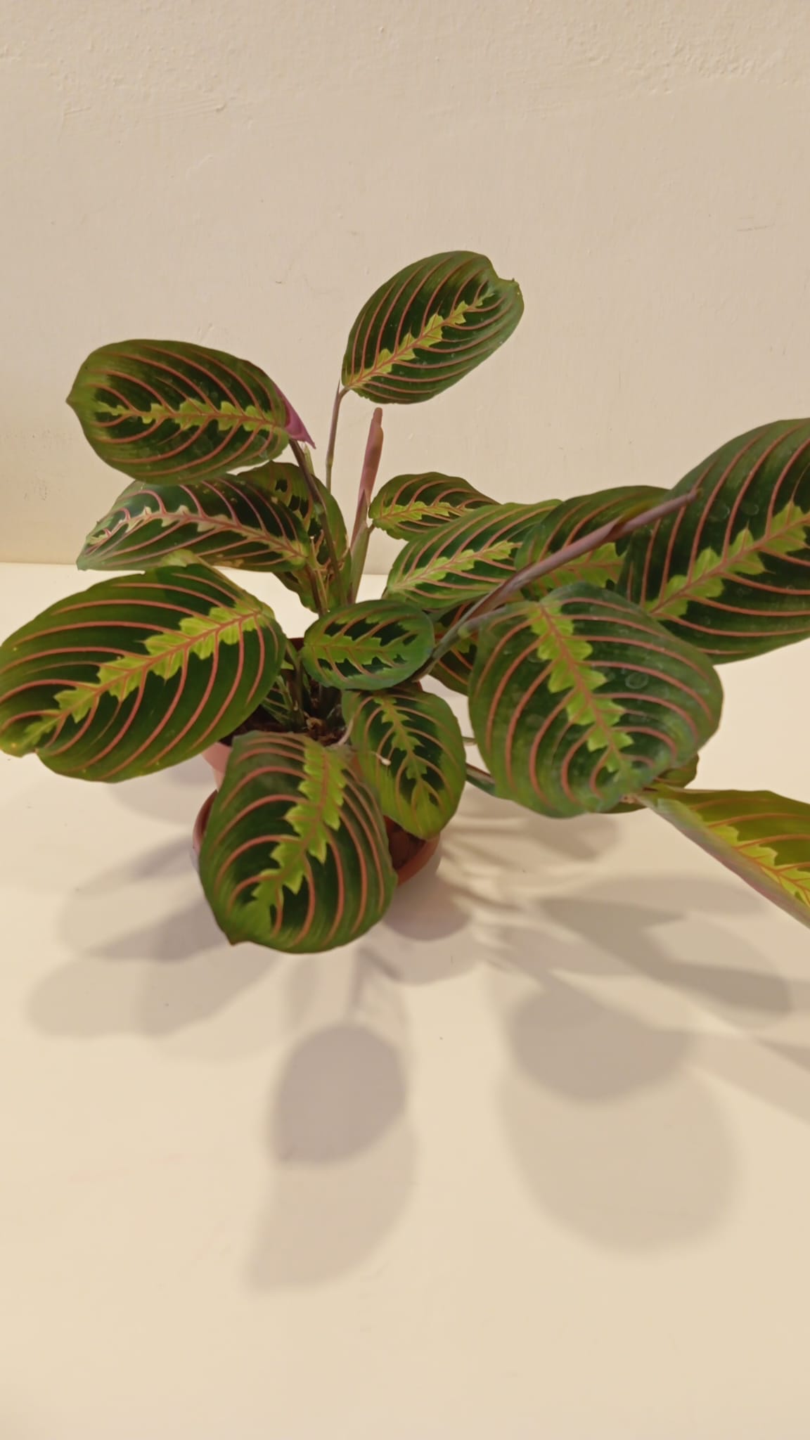 Maranta Erythroneura – Dua Çiçeği | Modern İç Mekan Bitkisi