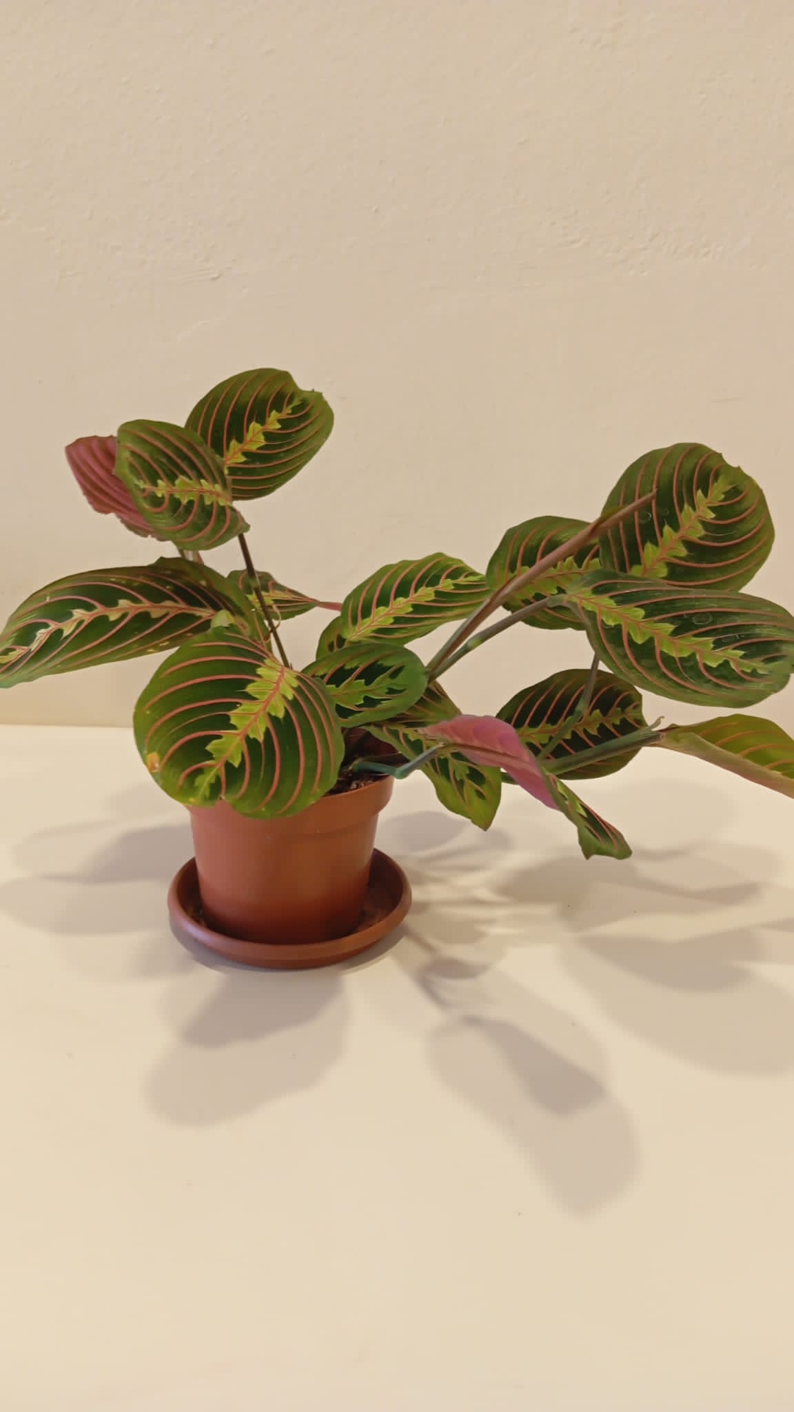 Maranta Erythroneura – Dua Çiçeği | Modern İç Mekan Bitkisi