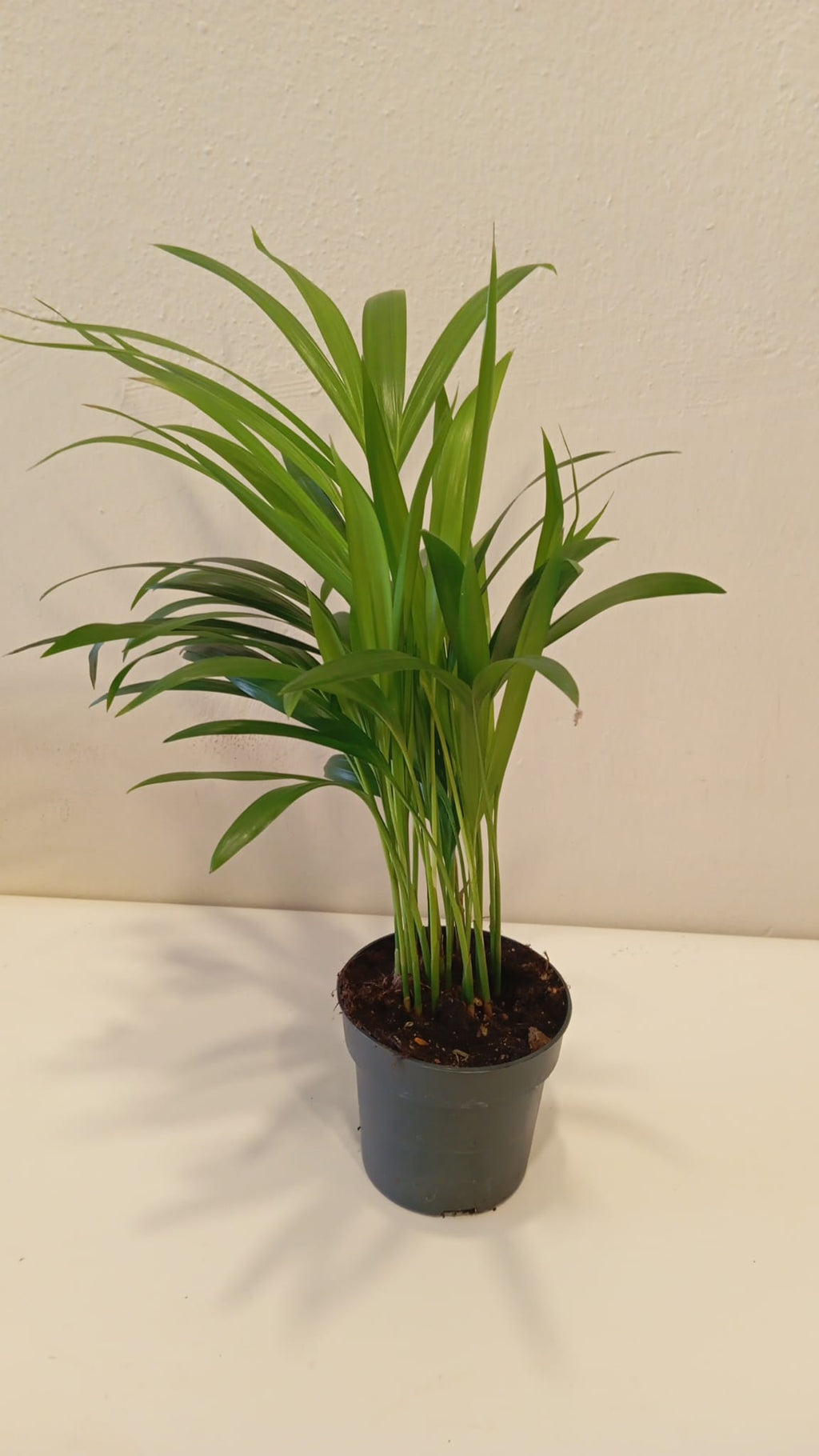 Feng Shui Mini Areka Palmiyesi 20-30 cm – Negatif Enerjiyi Uzaklaştıran Tropikal Hava