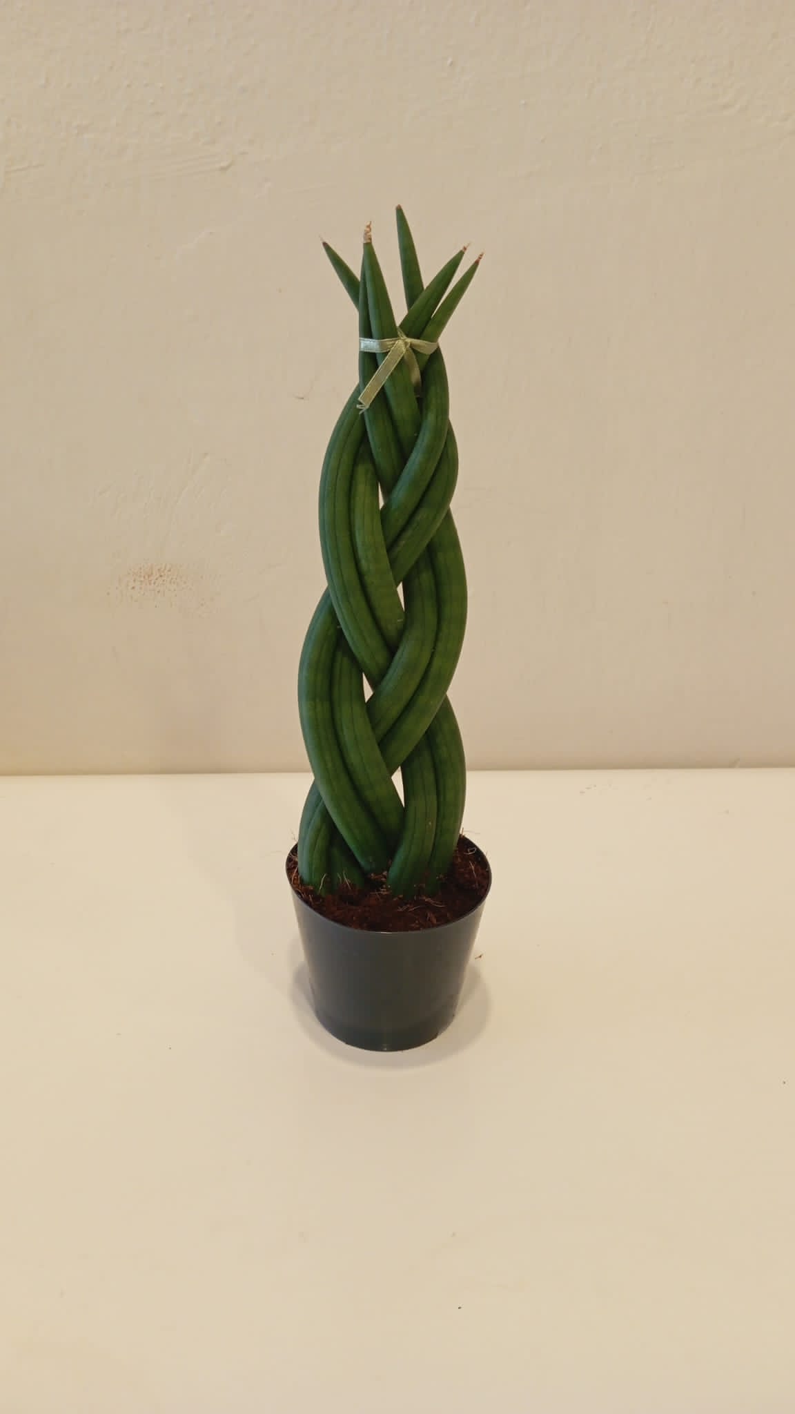 Özel Örgü Sansevieria Cylindrica –Paşa Kılıcı | Ofis & Salon Bitkisi