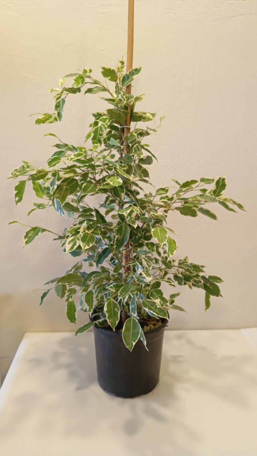 Ficus Benjamina Benjamin Bitkisi – 80 cm | Şık Salon & Ofis Hava Temizleyici