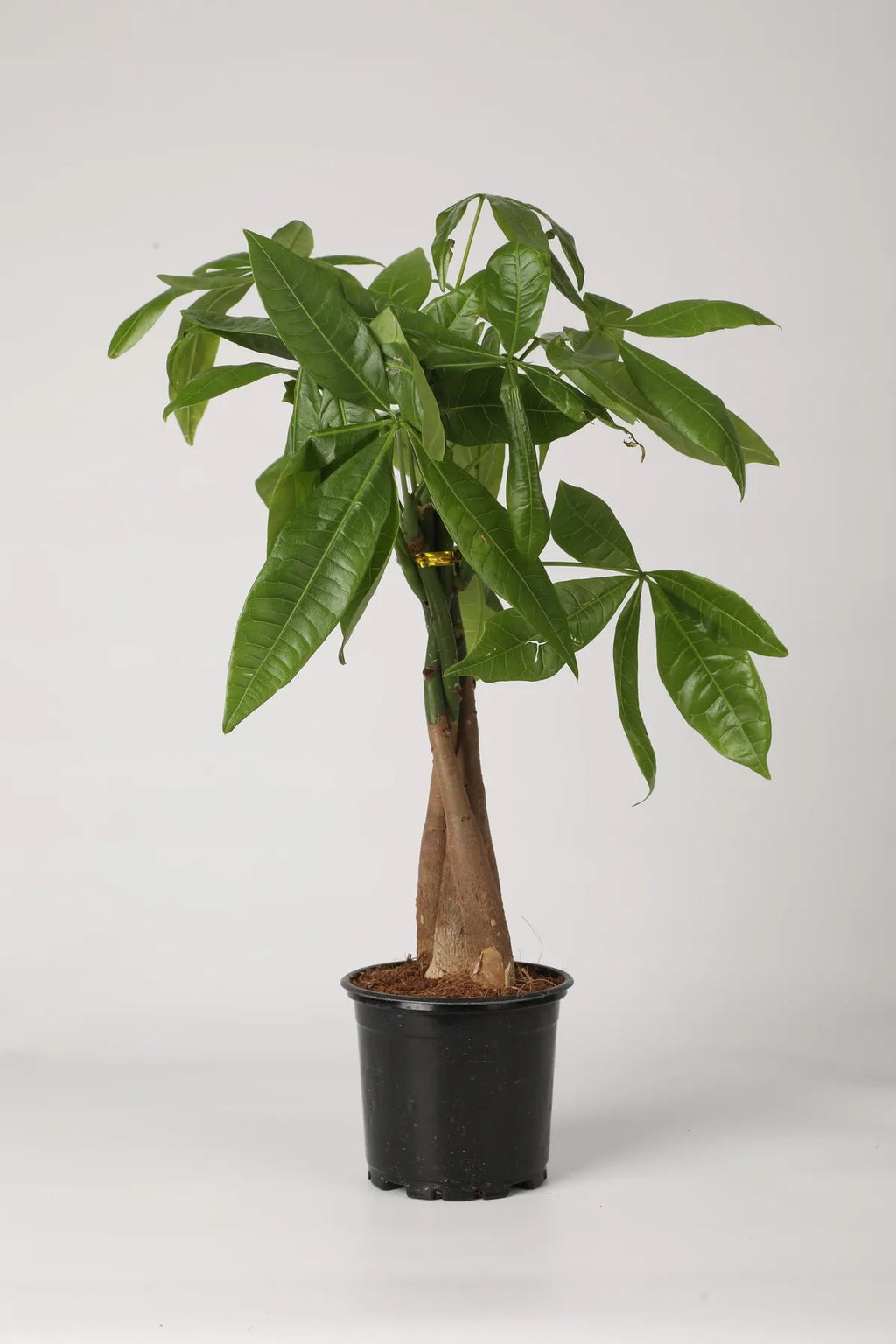 Pachira Aquatica – 40-60 cm. Örgülü Gövdeli Para Ağacı Çiçeği