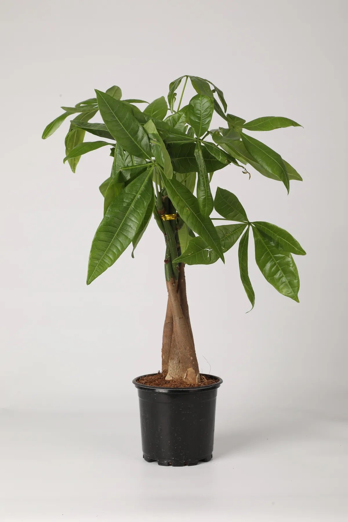 Pachira Aquatica – 40-60 cm. Örgülü Gövdeli Para Ağacı Çiçeği