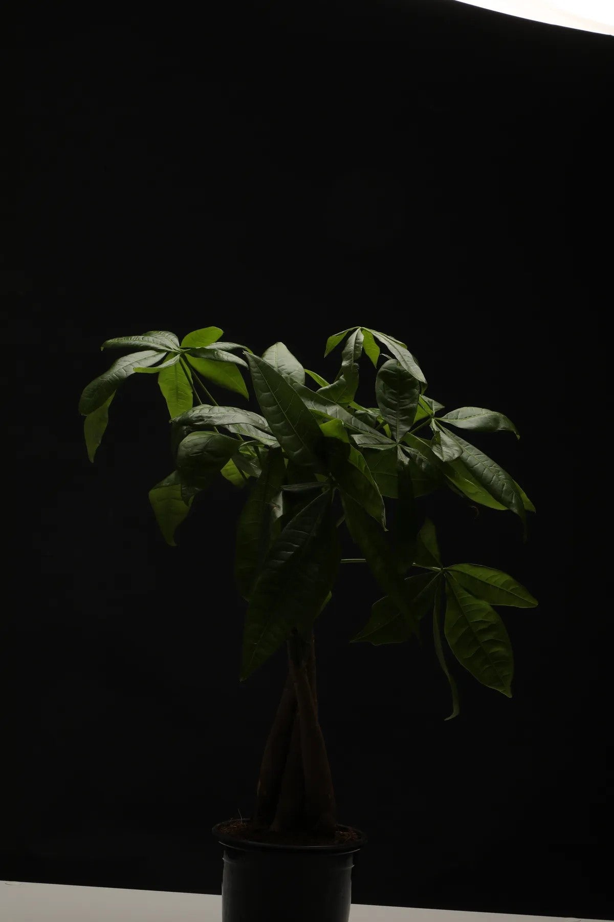 Pachira Aquatica – 40-60 cm. Örgülü Gövdeli Para Ağacı Çiçeği