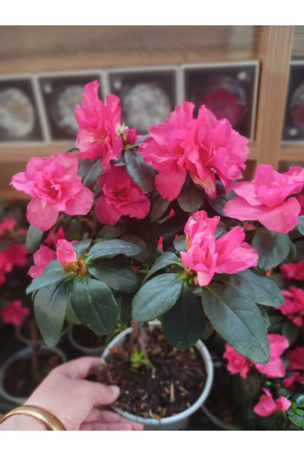 kırmızı açelya fiyat