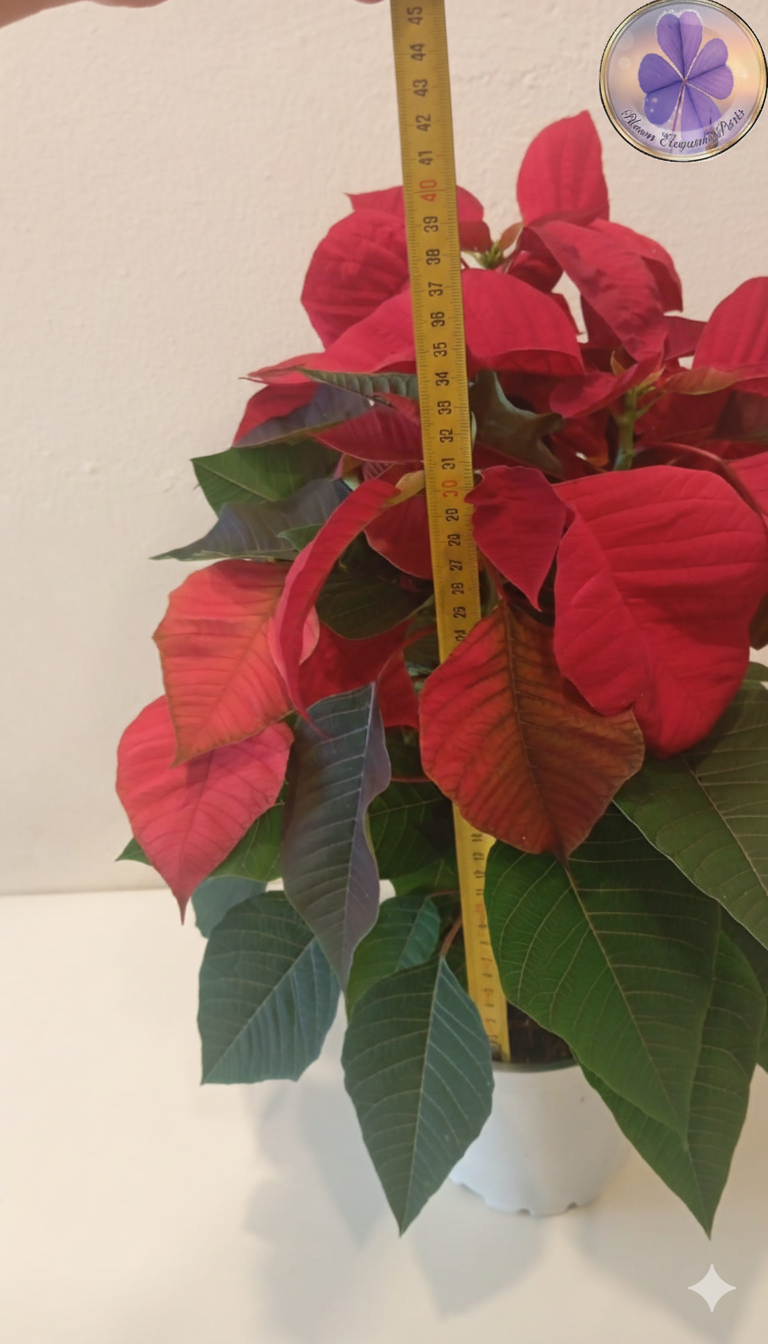 atatürk çiçeği nasıl bakılır