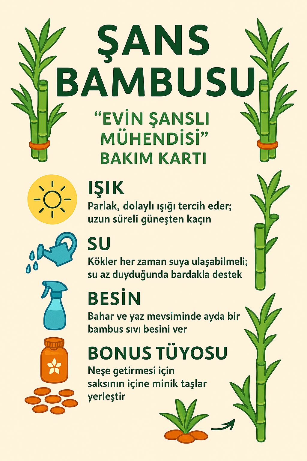 İthal Şans Bambusu 50-60 cm – 3 Adet | Şans ve Dekoratif Bitki