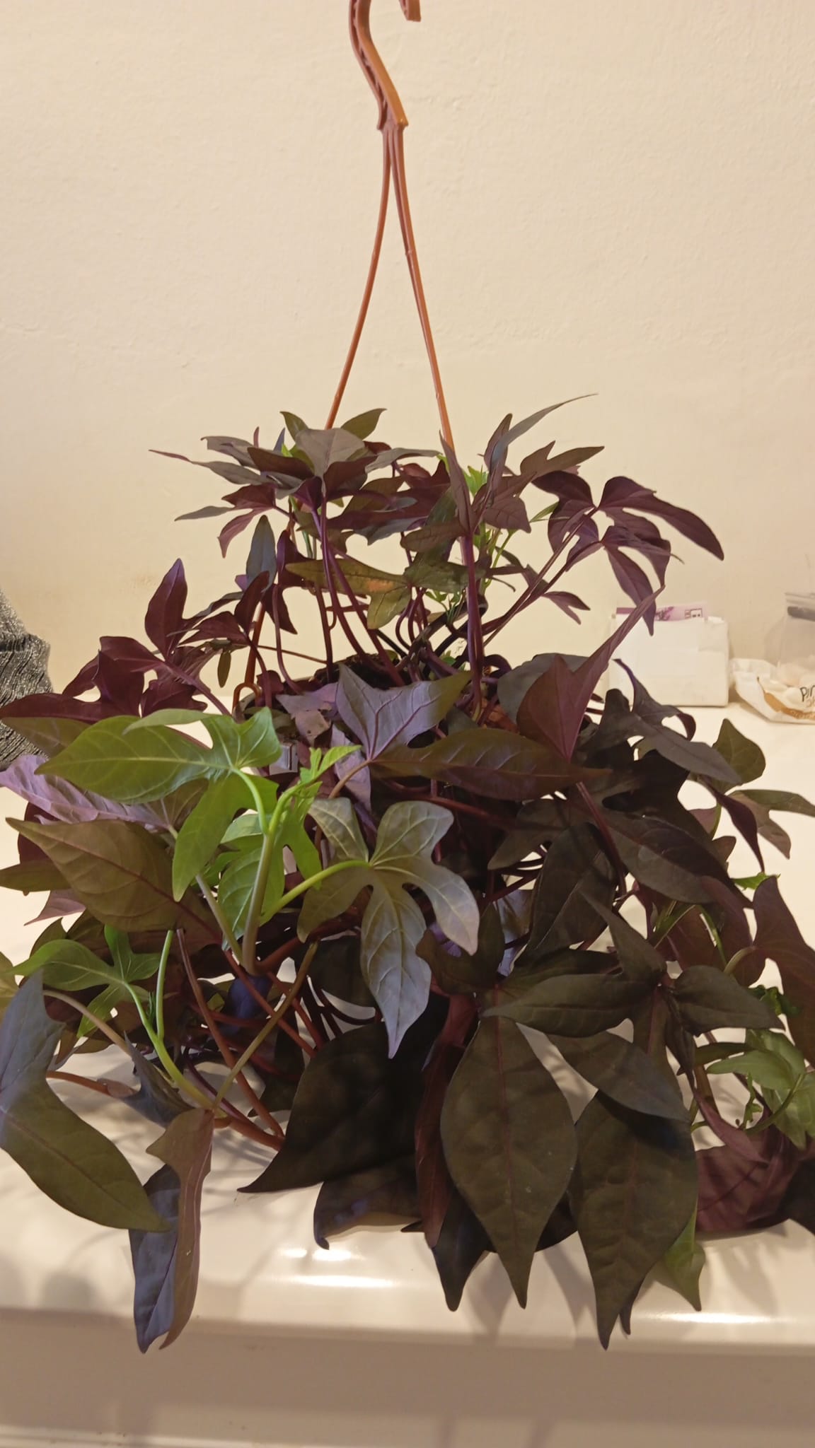 Canlı Mor Tonlu Ipomoea Batatas ‘Blackie’ Sarkıcı Dekoratif Süs Patatesi – Dayanıklı & Pratik Bakım
