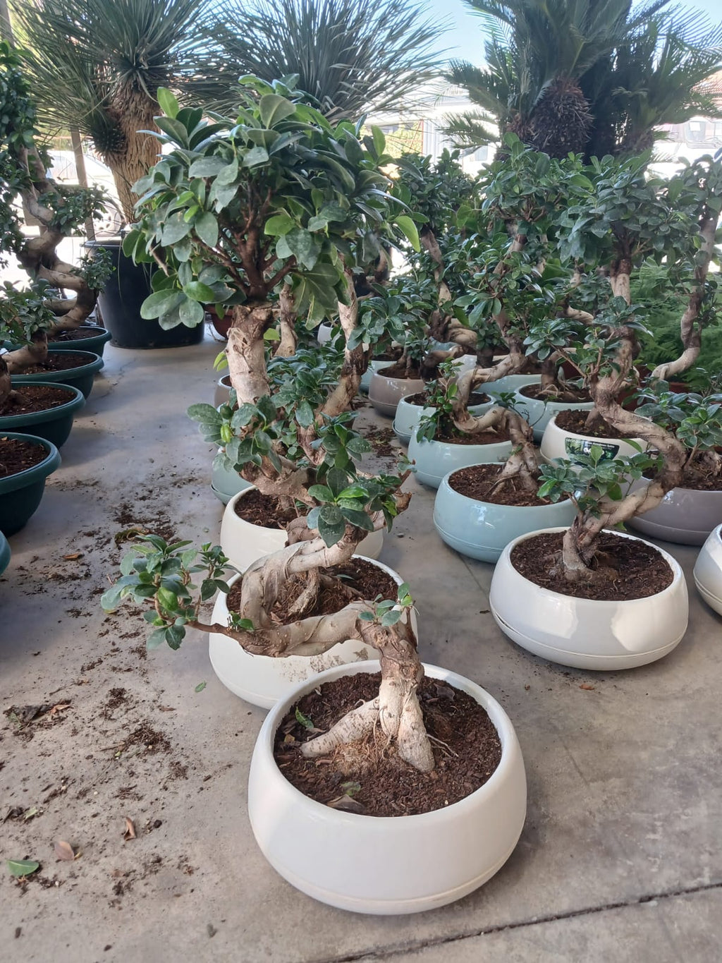 beyaz saksıda dev bonsai kıvrım gövdeli