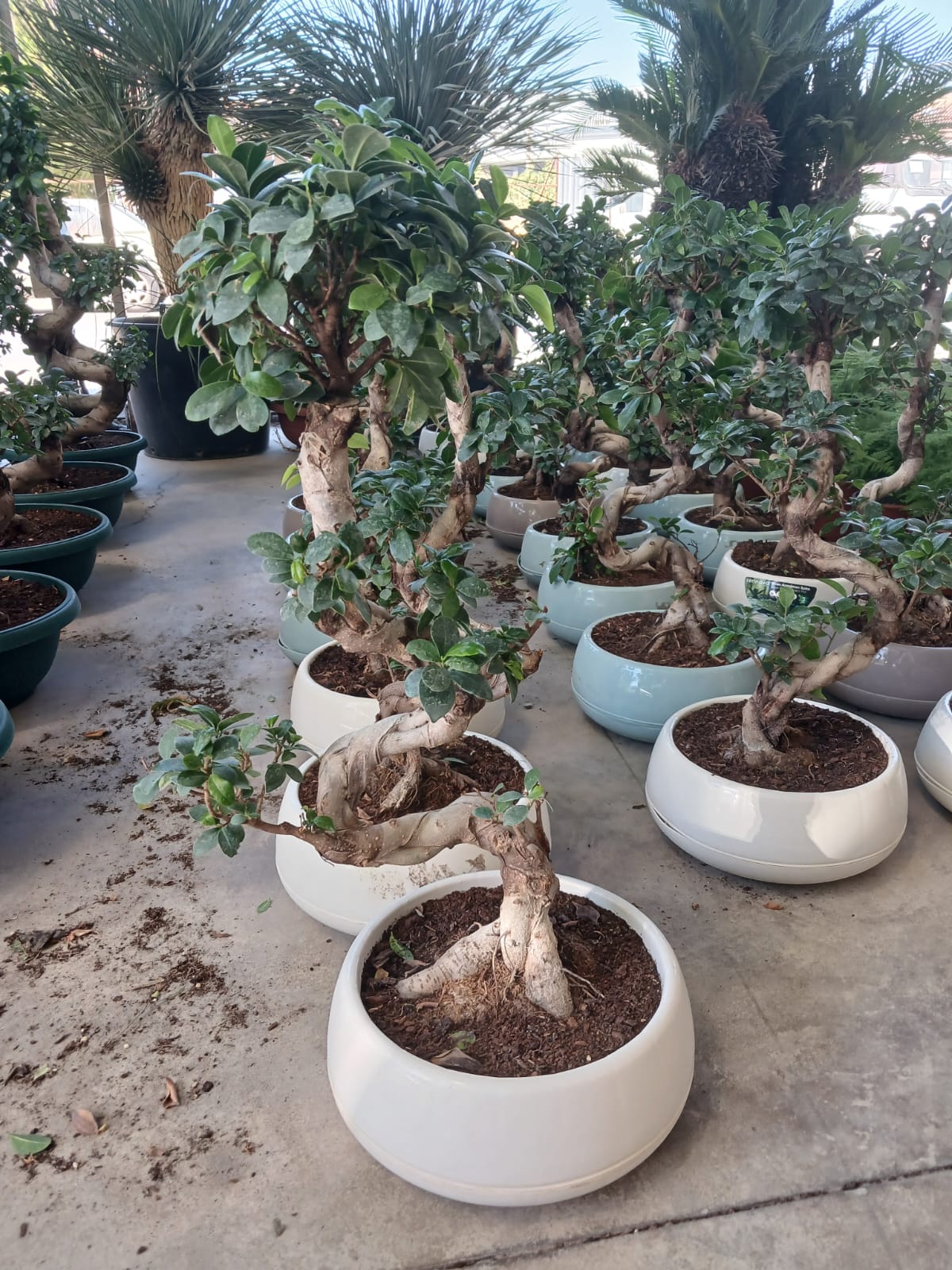 beyaz saksıda dev bonsai kıvrım gövdeli