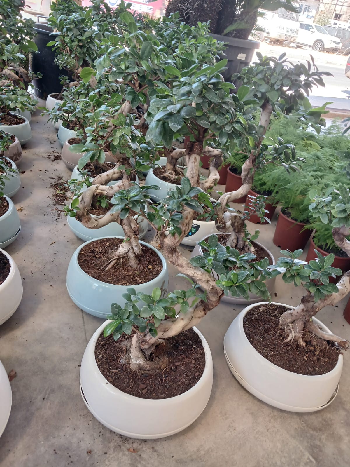 80 cm Ficus Ginseng Bonsai – Kıvrımlı Gövdeli, Lüks ve Prestijli Dekorasyon Bitkisi