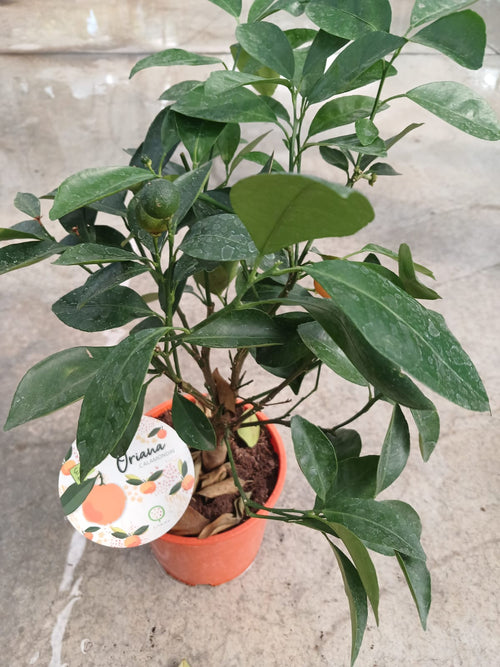 25–30 cm Hoş Kokulu Aromatik Bonsai Mandalinası Fidanı – Saksıda Kolay Bakım