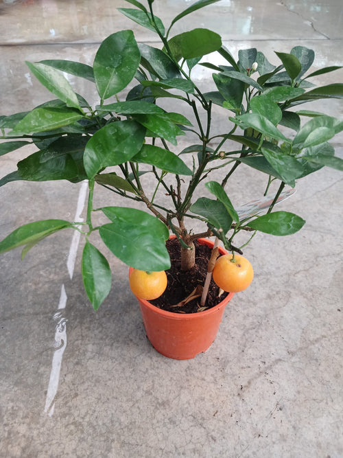 25–30 cm Hoş Kokulu Aromatik Bonsai Mandalinası Fidanı – Saksıda Kolay Bakım