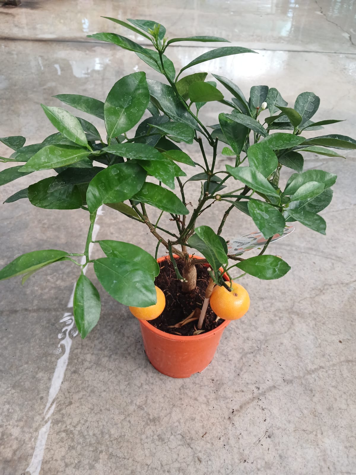 25–30 cm Hoş Kokulu Aromatik Bonsai Mandalinası Fidanı – Saksıda Kolay Bakım
