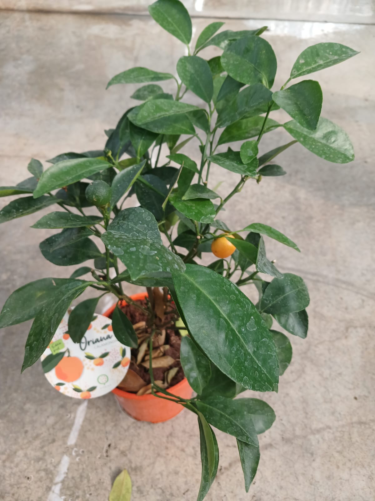 25–30 cm Hoş Kokulu Aromatik Bonsai Mandalinası Fidanı – Saksıda Kolay Bakım