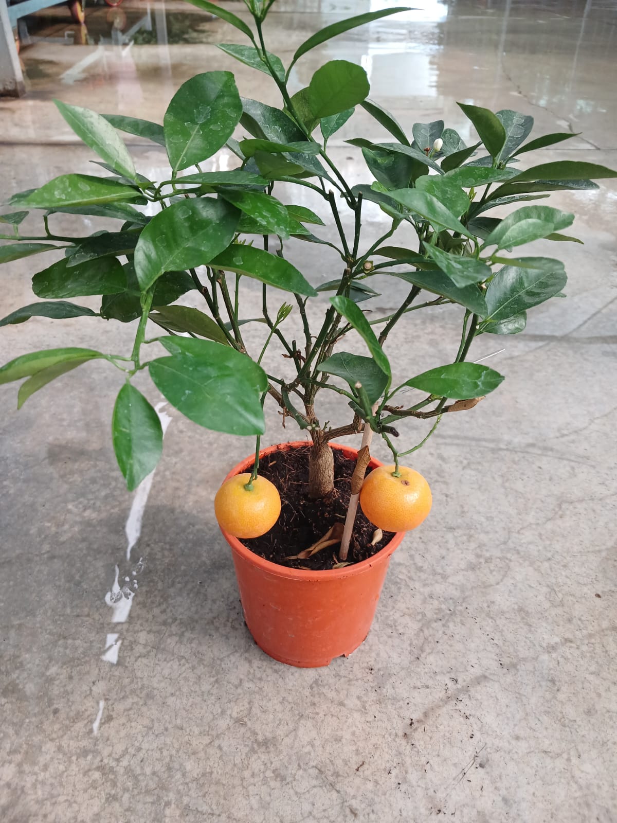 25–30 cm Hoş Kokulu Aromatik Bonsai Mandalinası Fidanı – Saksıda Kolay Bakım
