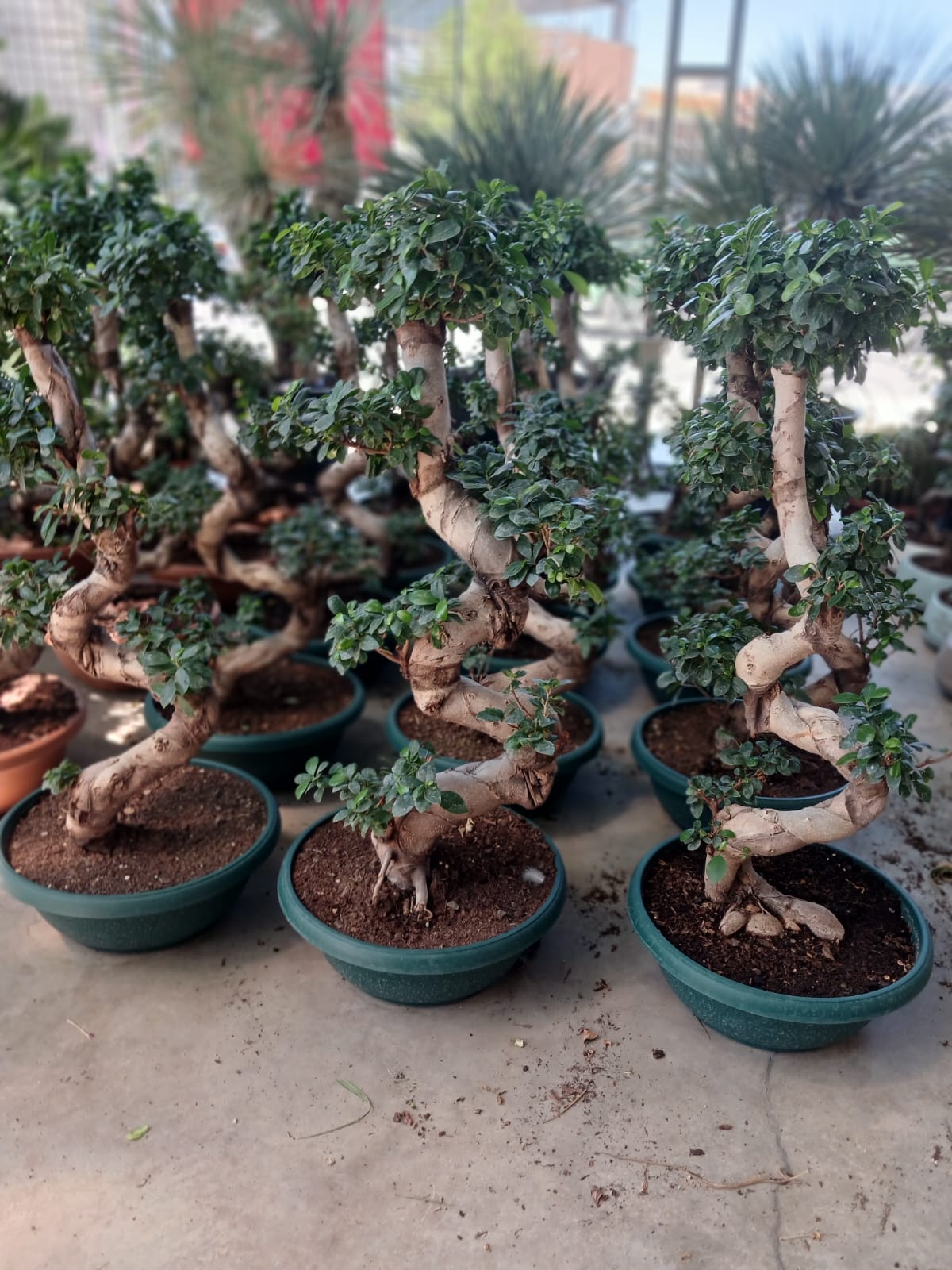 Ficus Microcarpa Ginseng Omono Bonsai – 110 cm S Form, Prestijli İç Mekân Bitkisi