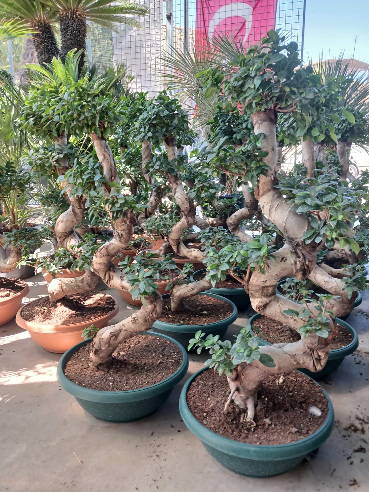 Ficus Microcarpa Ginseng Omono Bonsai – 110 cm S Form, Prestijli İç Mekân Bitkisi