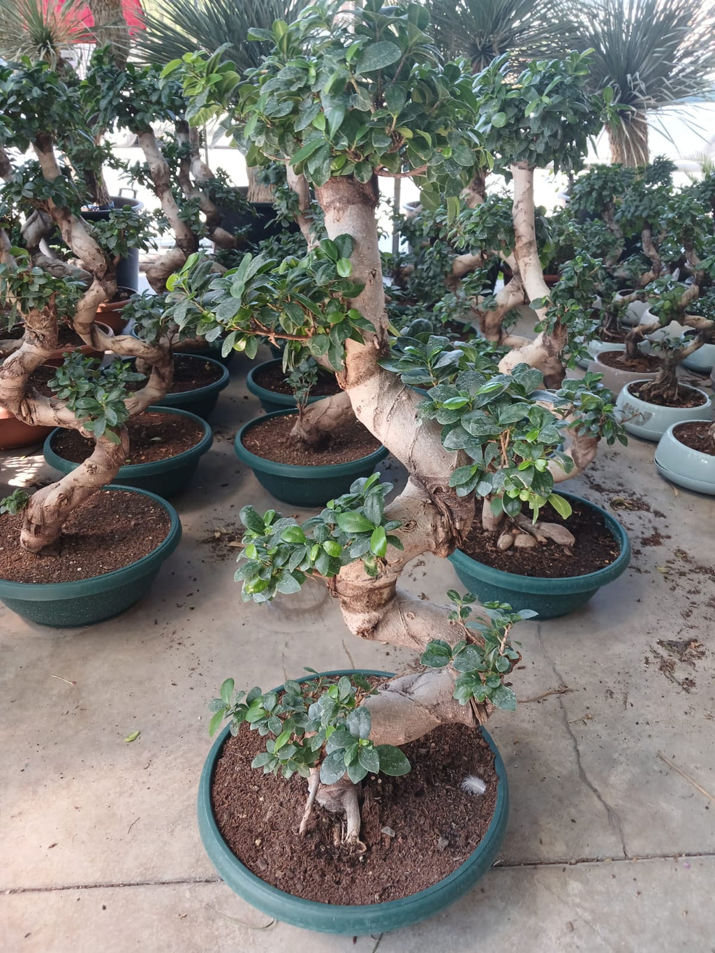 Ficus Microcarpa Ginseng Omono Bonsai – 110 cm S Form, Prestijli İç Mekân Bitkisi