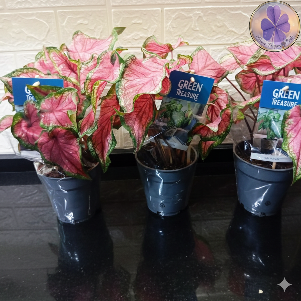 Pembe Damarlı Caladium Saksı Çiçeği | Dekoratif Kaladyum Bitkisi