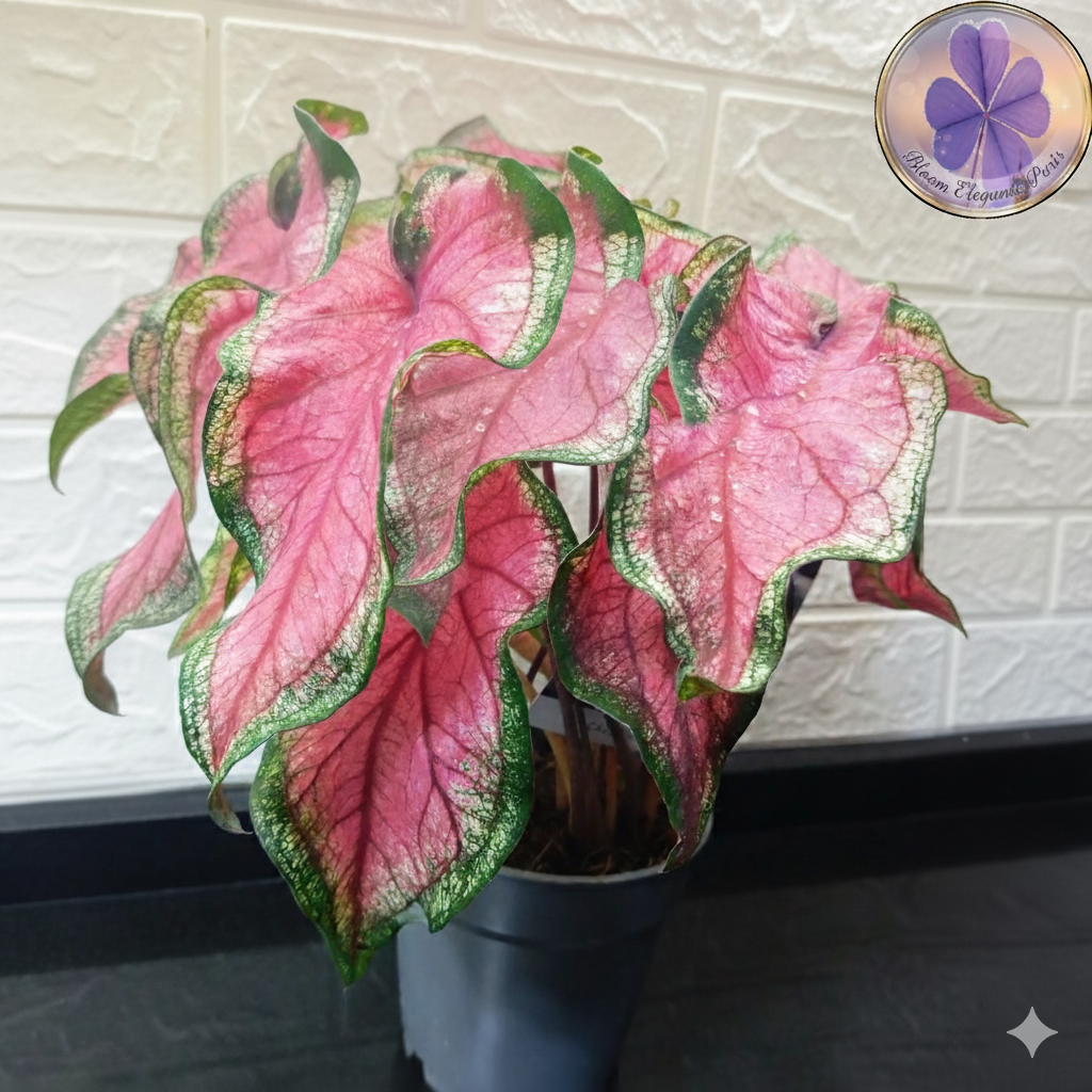 Pembe Damarlı Caladium Saksı Çiçeği | Dekoratif Kaladyum Bitkisi
