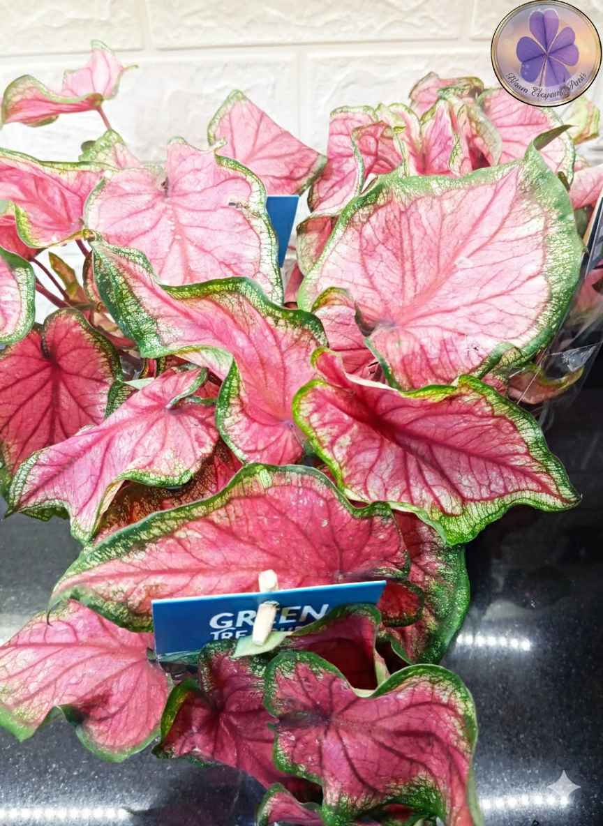 Pembe Damarlı Caladium Saksı Çiçeği | Dekoratif Kaladyum Bitkisi