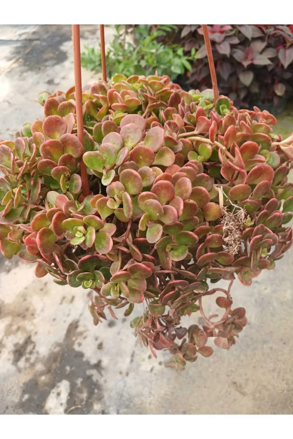 calico kitten sukulent