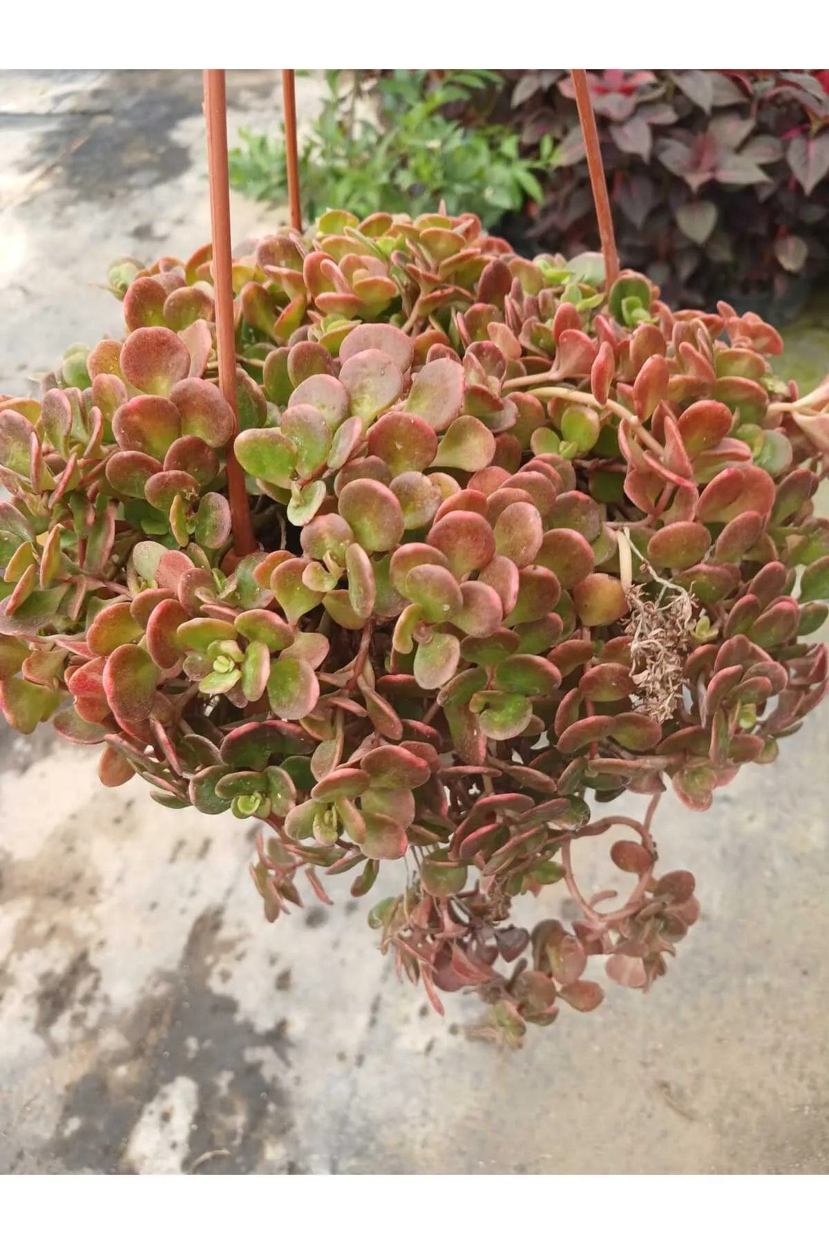 calico kitten sukulent