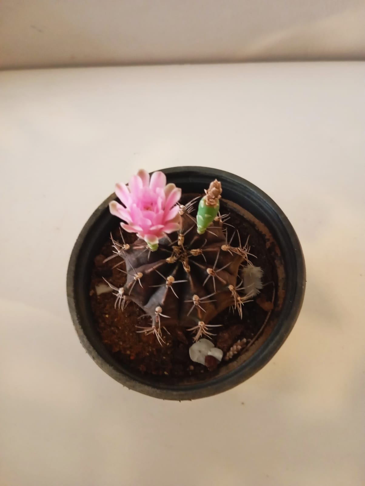 Pembe Çiçek Açan Aşılı Ay Kaktüsü – Nadir Gymnocalycium Mihanovichii  Canlı Saksı Bitkisi
